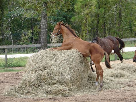 humping a horse